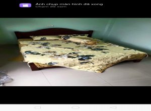 poly-hoa-27-hoa-cuc-vang